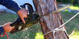 Best Tree Disease Treatment  in Harvey, ND