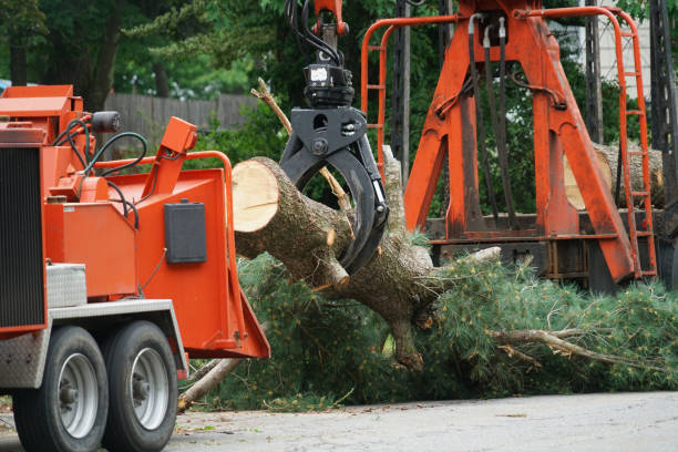 How Our Tree Care Process Works  in  Harvey, ND