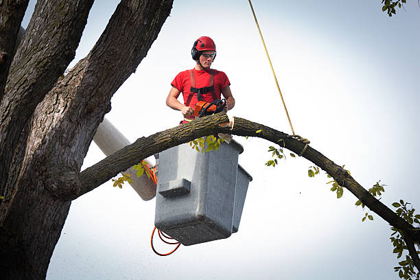 Best Arborist Consultation Services  in Harvey, ND